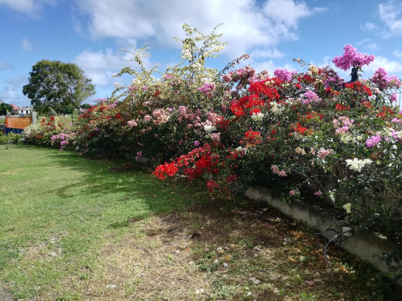 Au Jardin De Beausejour Hotel Capesterre Bagian luar foto